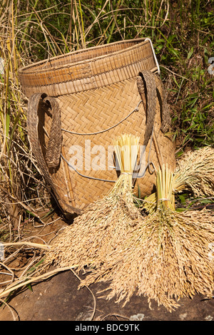 Indonesien Sulawesi Tana Toraja Lokkomata Paddy Reisernte von Hand Trauben geschnittene Getreide durch Korb Stockfoto