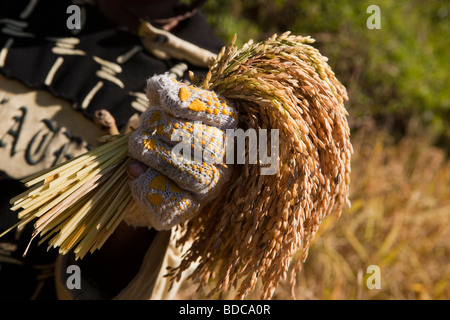 Indonesien Sulawesi Tana Toraja Lokkomata Reisfeld Ernte von hand paar geschnittene Reife Korn Stockfoto