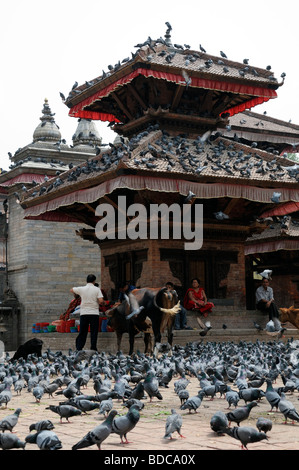 Geschnitzte hölzerne Detail Fassade Jagannath Tempel Kuh Kalb Tauben Vögel in der Nähe von Hanuman Dhoka Durbar Square Kathmandu-Nepal Stockfoto