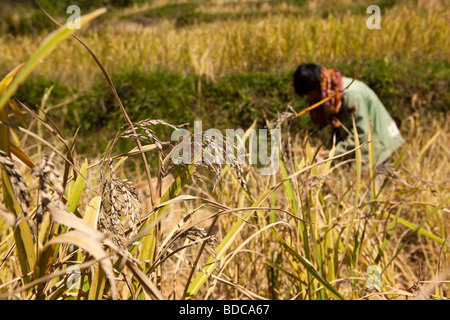 Indonesien Sulawesi Tana Toraja Lokkomata Arbeitskraft Handernte Reisfelder Stockfoto