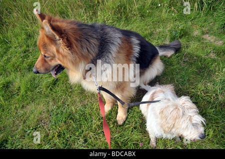 zwei Hunde setzte sich bei einem Spaziergang in der Natur-von oben genommen Stockfoto