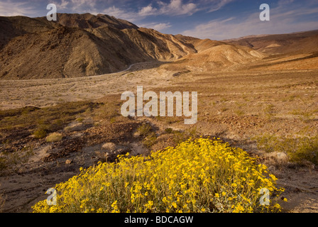 Brittlebush blühen im Frühjahr im Darwin-Canyon in der Nähe von Panamint Valley Death Valley Nationalpark Kalifornien USA Stockfoto