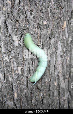 Ein Tomaten-Hornworm auf einem Baum, auf der Suche nach einer Unterkunft verpuppen Stockfoto