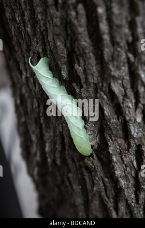 Ein Tomaten-Hornworm auf der Suche nach einer Unterkunft verpuppen Stockfoto