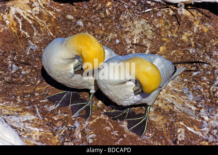 Nördlichen Basstölpel Bonaventure Island-Quebec Stockfoto