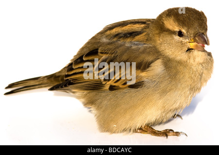 Der Spatz auf einem weißen Hintergrund isst Brot. Stockfoto