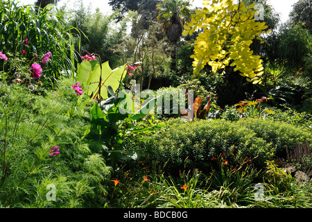 Abbotsbury subtropischen Gärten, in der Nähe von Weymouth, Dorset, UK. Landschaftsgärten. Stockfoto