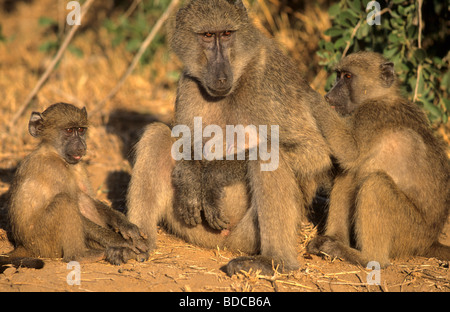 Chacma Paviane Papio Cynocephalus Ursinus Pflege Krüger Nationalpark in Südafrika Stockfoto