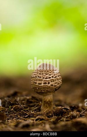 Shaggy Sonnenschirm Macrolepiota rhacodes Stockfoto