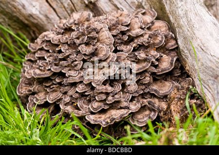 Hen von den Wäldern Grifola frondosa Stockfoto