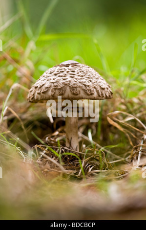 Shaggy Sonnenschirm Macrolepiota rhacodes Stockfoto