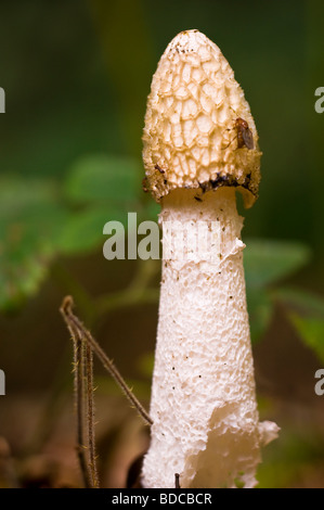 Gemeinsamen Stinkmorchel Phallus impudicus Stockfoto