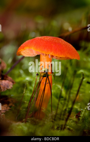 Scharlachrote Waxcap Hygrocybe coccinea Stockfoto