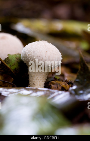 Gemeinsamen Puffball Lycoperdon perlatum Stockfoto