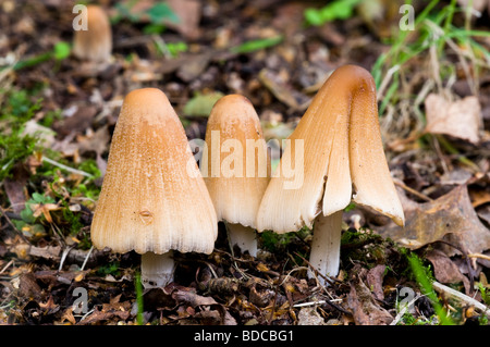 Gemeinsame Inkcap Coprinus atramentarius Stockfoto