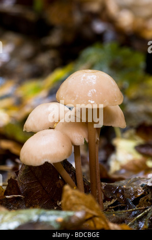 Gruppierten Toughshank Collybia confluens Stockfoto