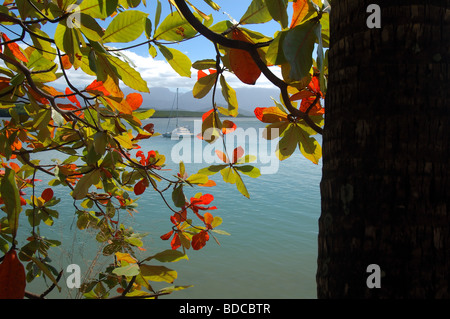 Katamaran in der Bucht in Port Douglas, North Queensland, Australien, No PR Stockfoto