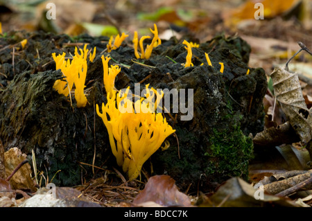 Gelbe Stagshorn Calocera viscosa Stockfoto