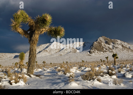 Joshua Bäume in Darwin Plateau bedeckt mit Schnee nach Wintersturm 3 Meilen westlich von Death Valley Nat Park Kalifornien USA Stockfoto