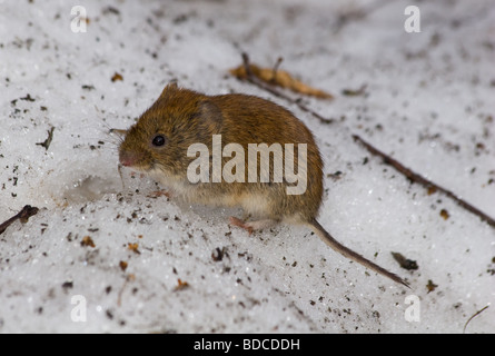 Die wilde Feldmaus im Stadtpark Stockfoto
