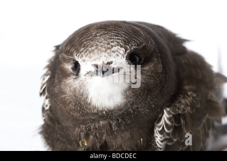 Junge baby Vogel von der Swift isoliert auf weißem Hintergrund Stockfoto