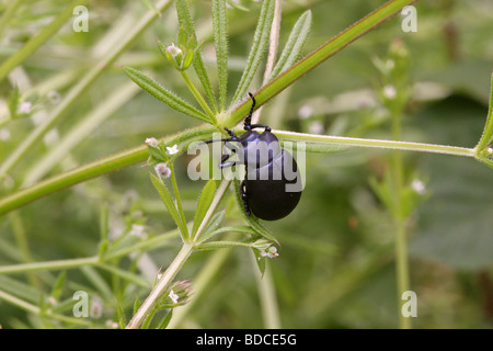 Blutige Nase Käfer (Timarcha Tenebricosa: Crysomelidae) auf Klettenlabkraut (Galium Aparine), UK. Stockfoto