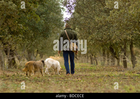 Süd-Frankreich. Trüffel suchen Trüffelsucher und ausgebildete Hunde. Stockfoto