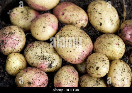 Frisch gegraben König Edward Kartoffeln im Garten hinter dem Haus Gemüsebeet Stockfoto