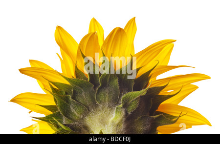 Sonnenblume auf einer rein weißen Hintergrund isoliert Stockfoto