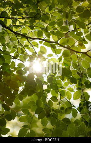 Sonnenlicht glitzerte durch Wald Baldachin, Thetford, Norfolk, Großbritannien Stockfoto