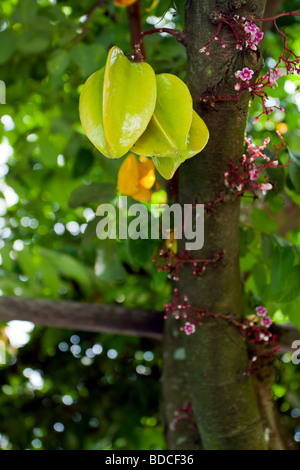 Karambolen oder Stern Obst (Averrhoa carambola) auf den Baum, Hualien, Taiwan Stockfoto