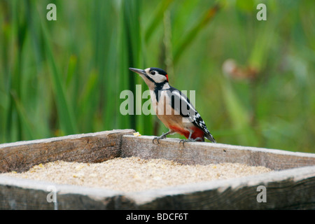Buntspecht, Männlich, Dendrocopus major, auf einem Vogel Tisch Stockfoto
