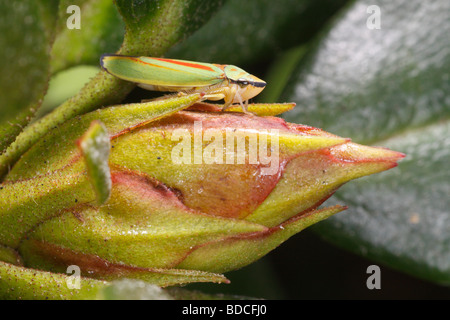 Rhododendron Leafhopper (Graphocephala Fennahi), Rhododendron Blätter und Knospen sitzen (und Fütterung). Stockfoto