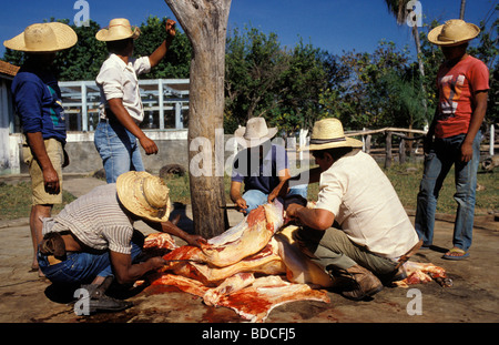 Kuhhirten, die Schlachtung von Rindern Pantanal Matogrossense Brasilien Stockfoto