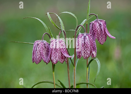 Snakeshead Fritillary Fritillaria Meleagris North Meadow National Nature Reserve Stockfoto