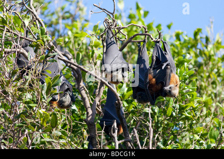 Grey-headed Flughunde in Sydneys Royal Botanic Gardens in New South Wales, Australien Stockfoto