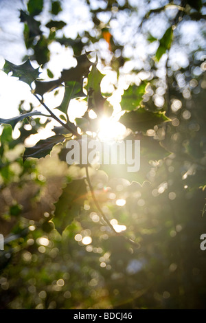 Sonnenlicht durch Holly Blätter Stockfoto