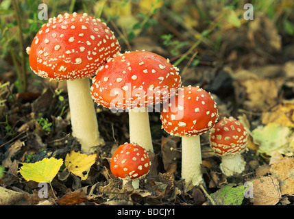 Ein Cluster von Fliegenpilz, Pilze Amanita Muscaria in Birke Blattsänfte. Stockfoto