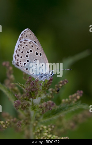 Große blaue Maculinea arion Stockfoto