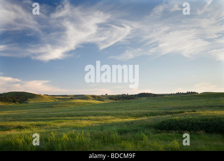 Grünland entlang der Wildlife Loop Road, Custer State Park, South Dakota Stockfoto