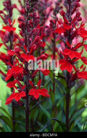 Lobelia Cardinalis Fan scharlachroten Blüten Stockfoto