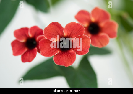 Die thunbergia Alata almon Schattierungen'. Black-Eyed Susan Weinstock Blumen gegen einen hellen Hintergrund
