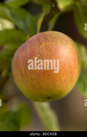 Ein Apfel am Tag hält den Doktor fern, eines Ihrer fünf Tag, gesunde Früchte. Frisch aus dem Garten Stockfoto