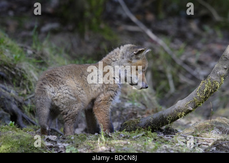 Europäischer Rotfuchs (Vulpes Vulpes) Rotfuchs Stockfoto