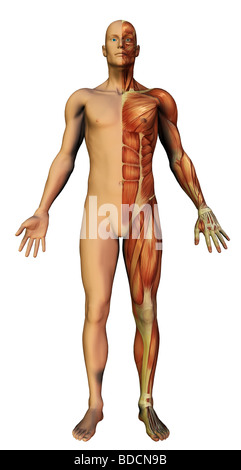 Anatomie des Menschen Stockfoto