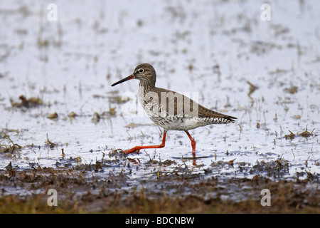 Rotschenkel (Tringa Totanus) gemeinsame Rotschenkel Stockfoto