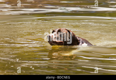 Deutsch kurz behaart Zeiger ist Retreiving ein Tennisball aus dem See Stockfoto