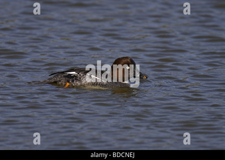 Schellente (Bucephala Clangula) goldeneye Stockfoto