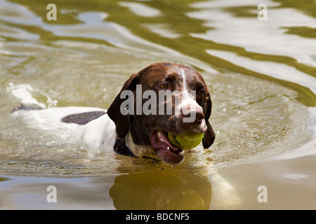 Ein Deutsch kurz behaart Zeiger ist Retreiving ein Tennisball aus dem See. Stockfoto