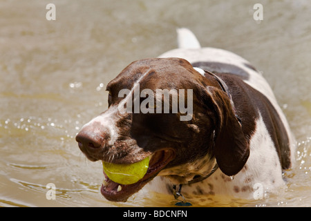 Ein Deutsch kurz behaart Zeiger ist Retreiving ein Tennisball aus dem See. Stockfoto